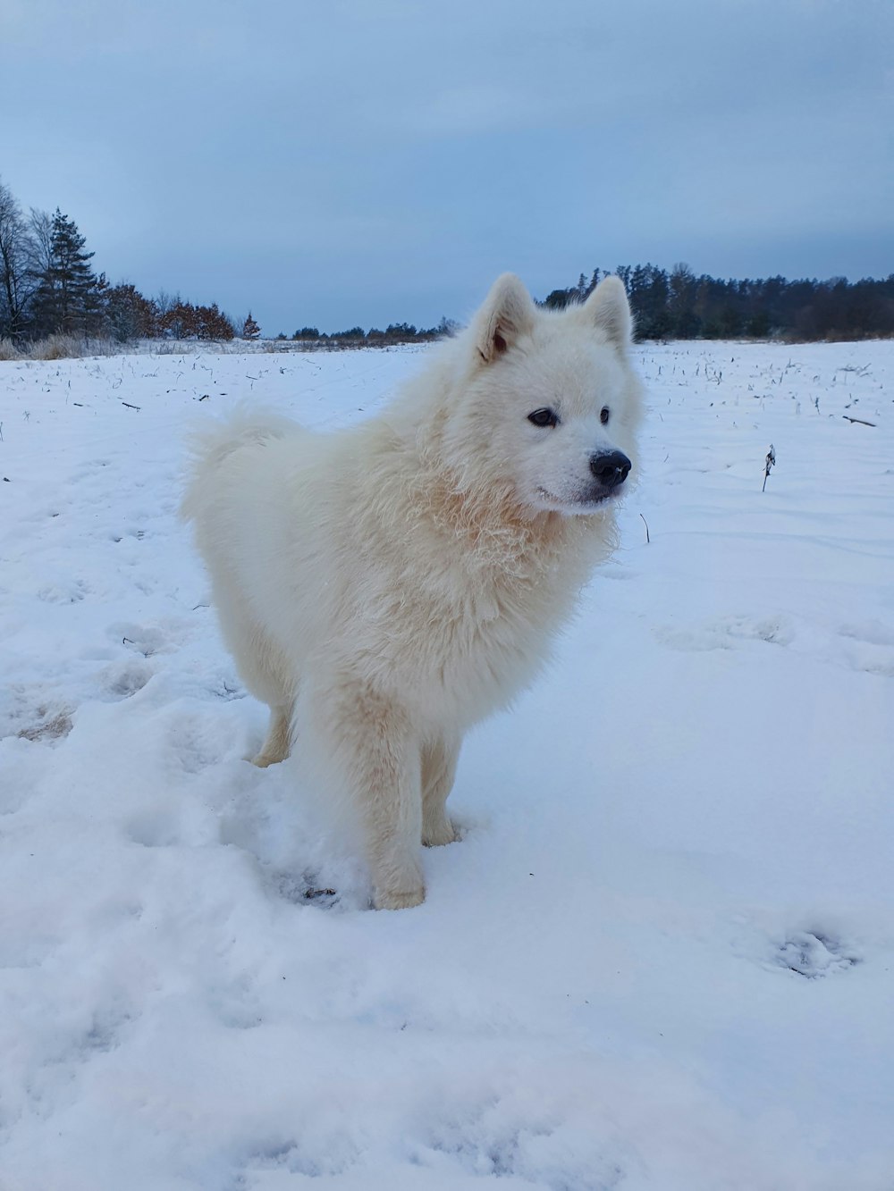 white long coat dog on snow covered ground during daytime