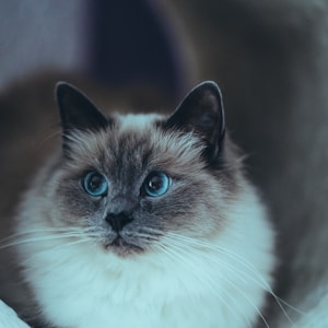 white and black cat with black eyes