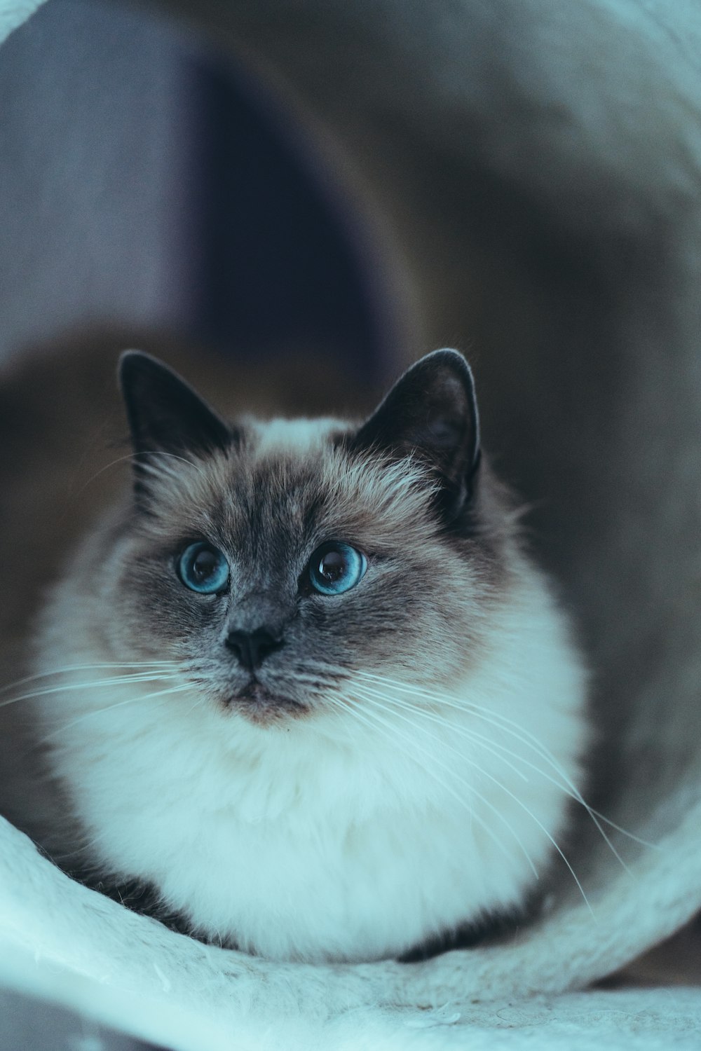 white and black cat with black eyes