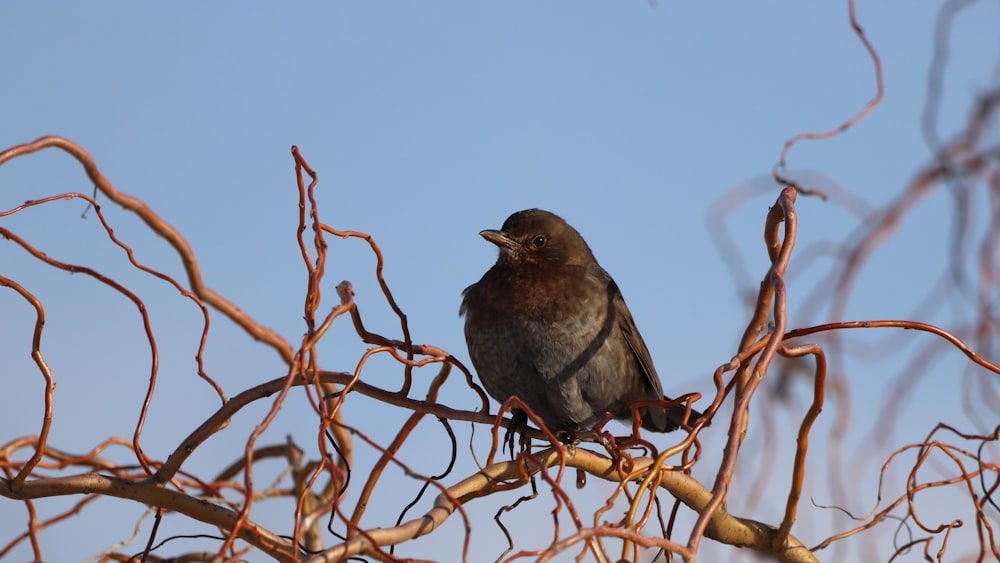 gray bird on brown tree branch during daytime