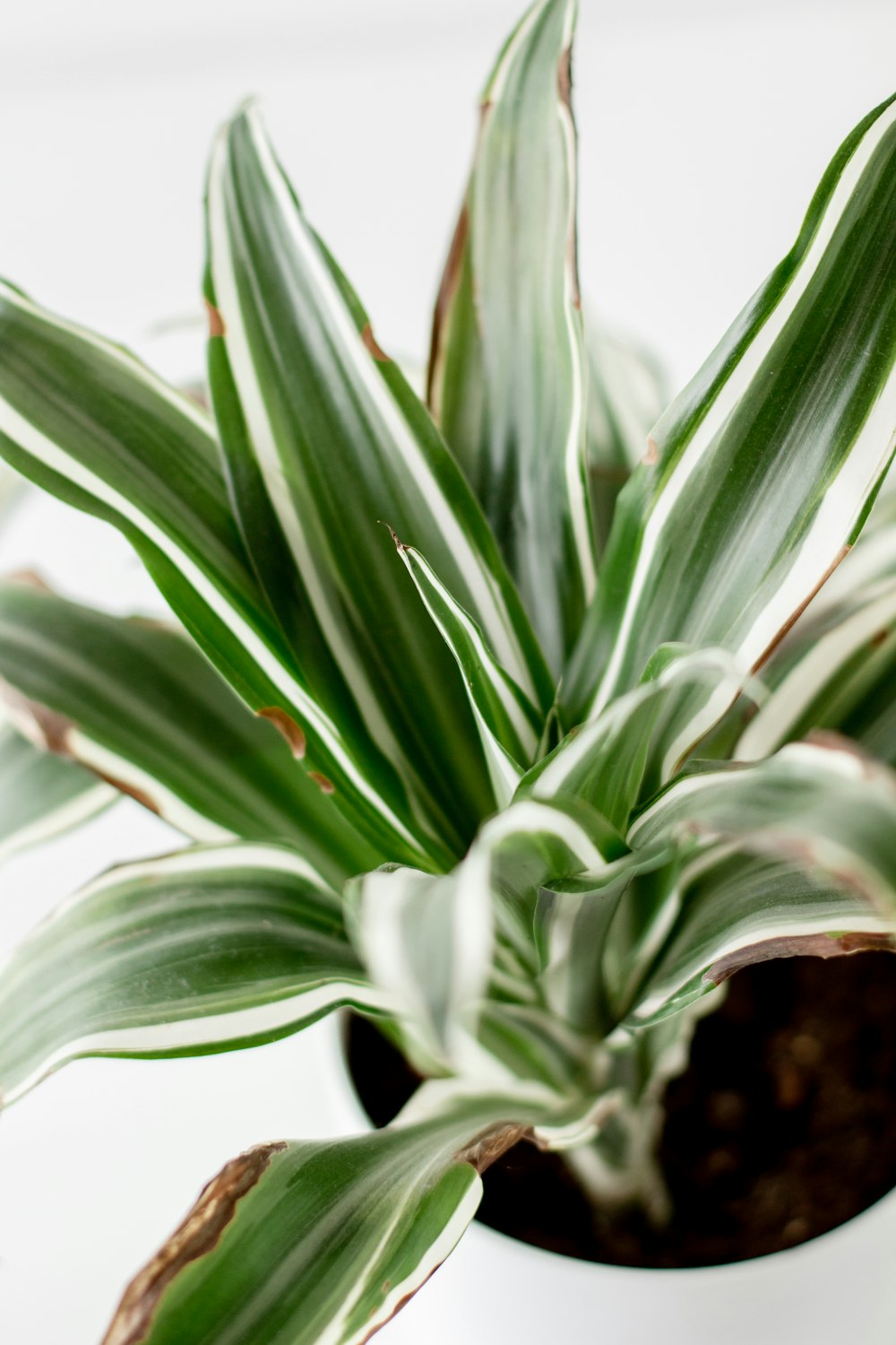 green plant in close up photography