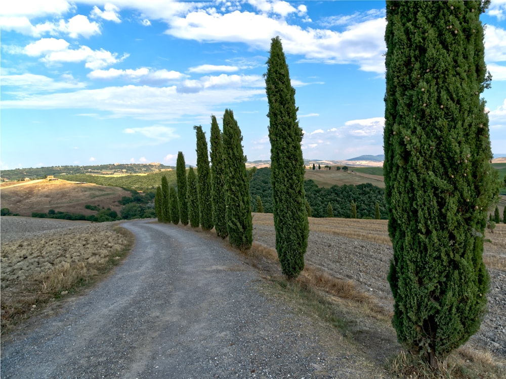 árboles verdes en campo marrón bajo el cielo azul durante el día