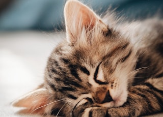 brown tabby kitten lying on white textile