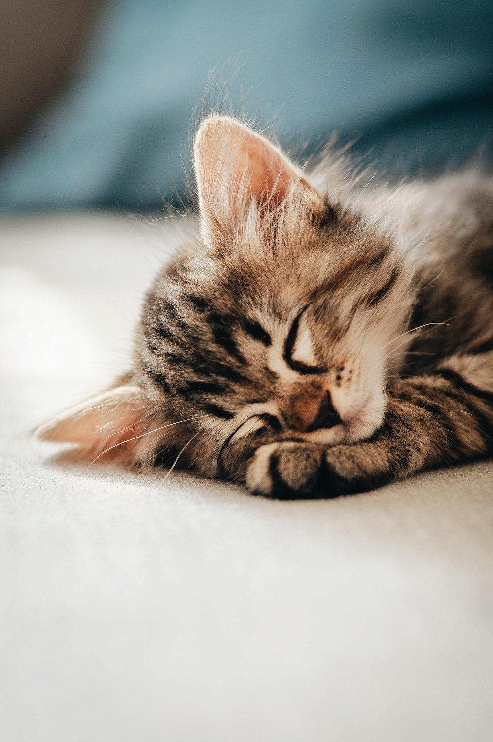 白い布地に横たわる茶色のぶちの子猫