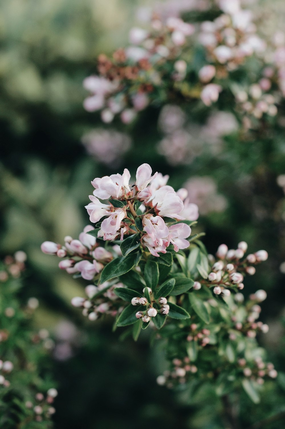 pink and white flowers in tilt shift lens