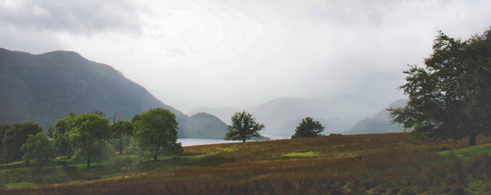 green grass field with fog