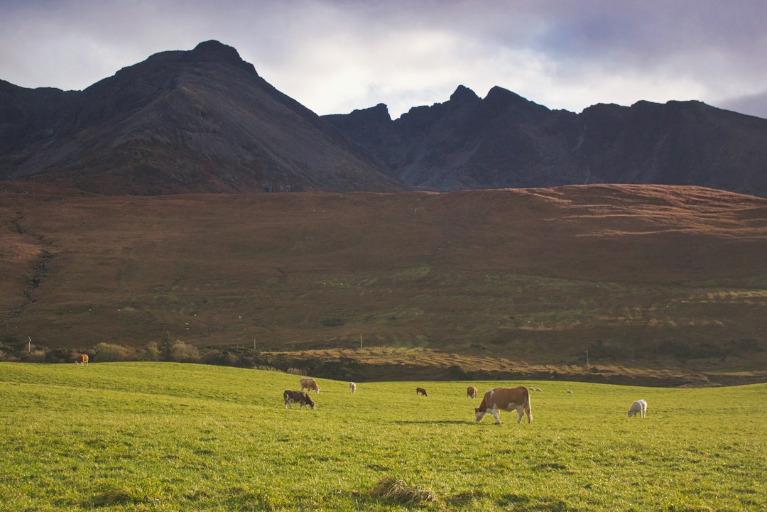 Wild Mountain