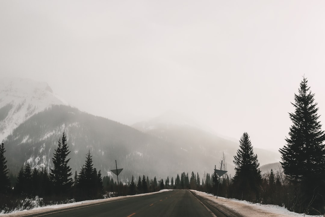 green pine trees near road during foggy day