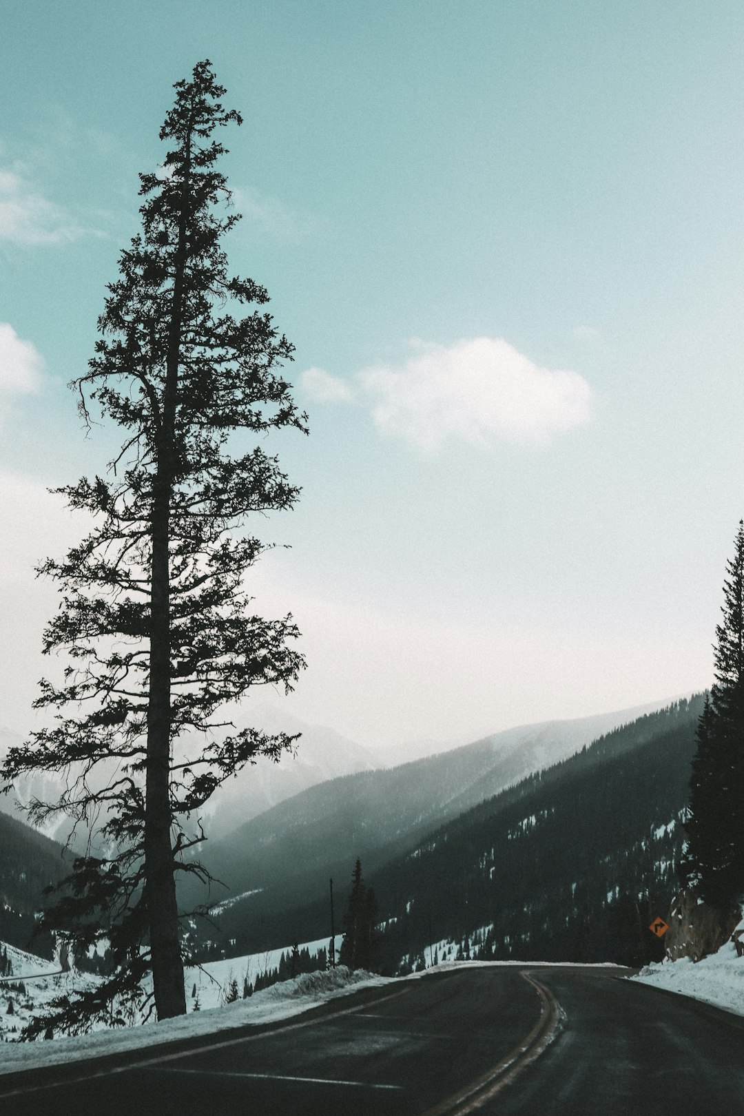 green tree on mountain during daytime