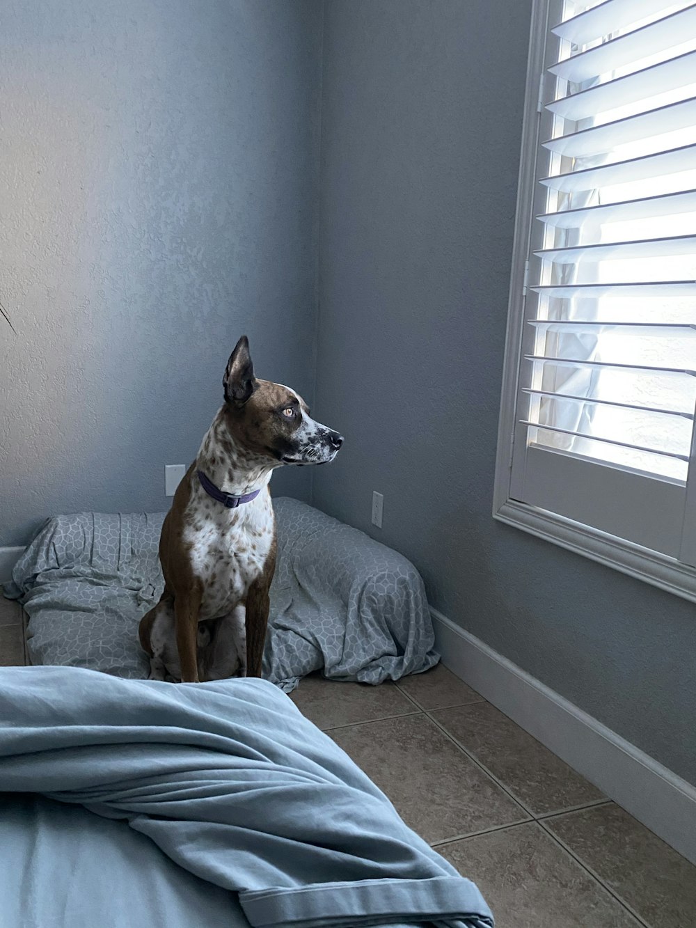 ベッドの上の茶色と白の短いコートの犬