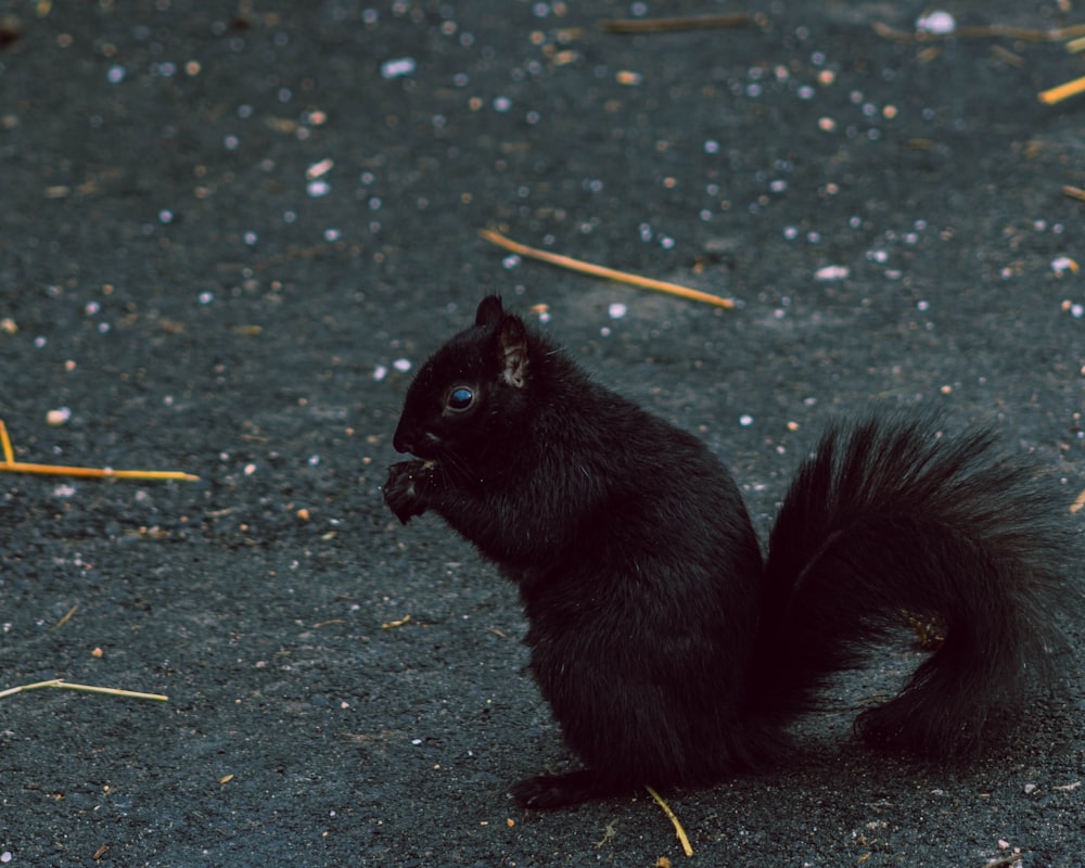 écureuil noir sur sol en béton gris