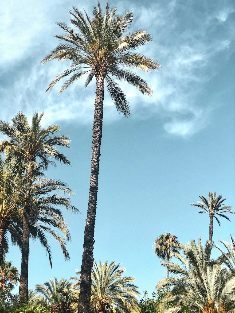 green palm trees under blue sky during daytime