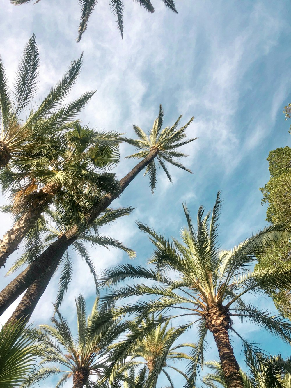 Palmeras verdes bajo el cielo azul y nubes blancas durante el día