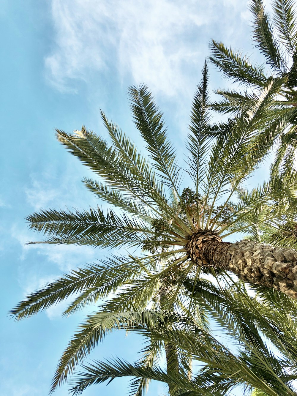 green palm tree under blue sky during daytime