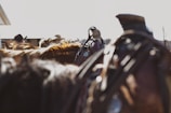 Several horses with riders are seen from a low angle, with focus on the details of their saddles and reins. The lighting suggests a bright, sunny day, casting shadows and creating a dramatic contrast.