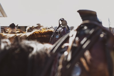 Several horses with riders are seen from a low angle, with focus on the details of their saddles and reins. The lighting suggests a bright, sunny day, casting shadows and creating a dramatic contrast.