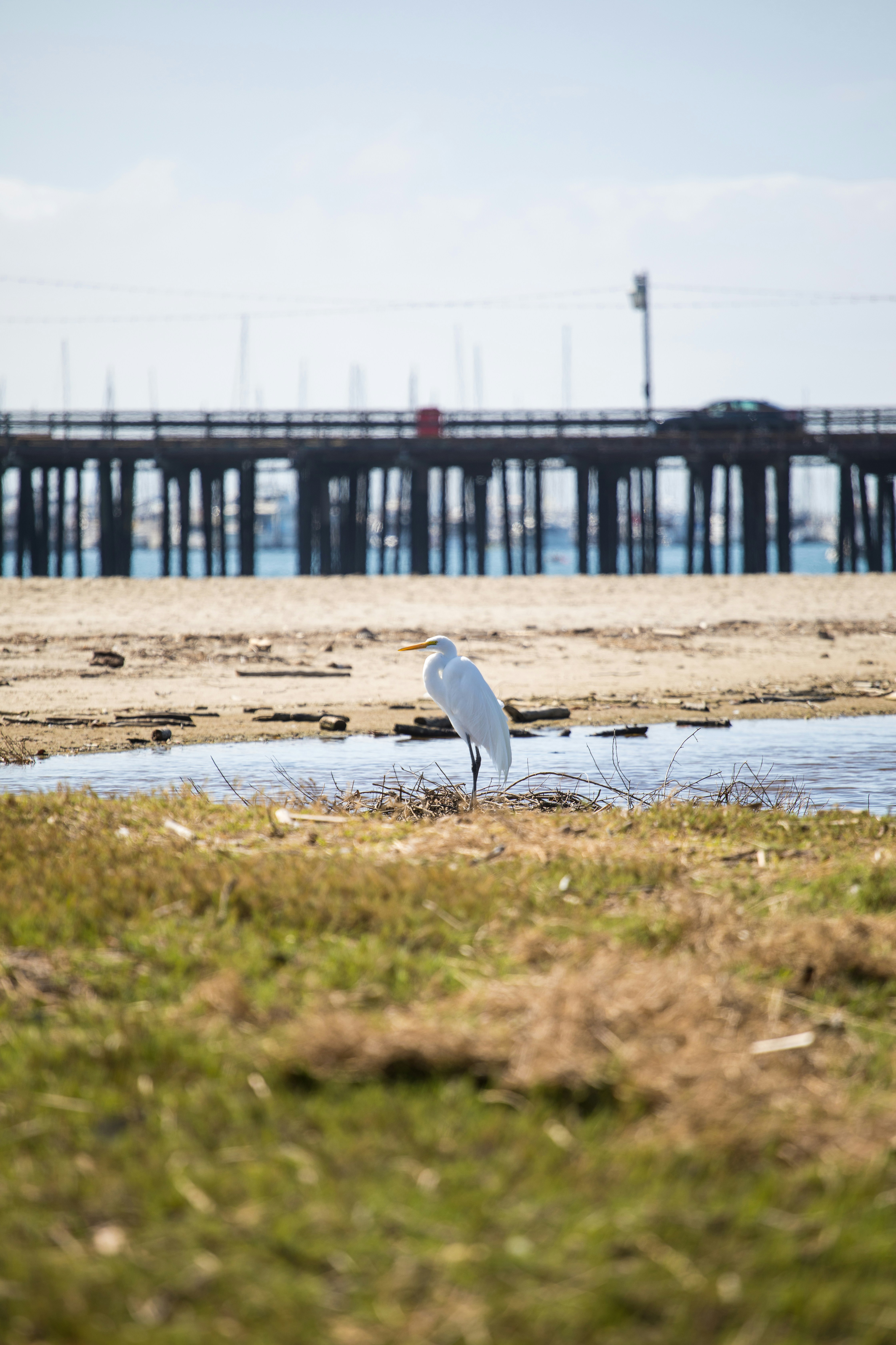 White bird on brown sand near body of water during daytime photo – Free ...