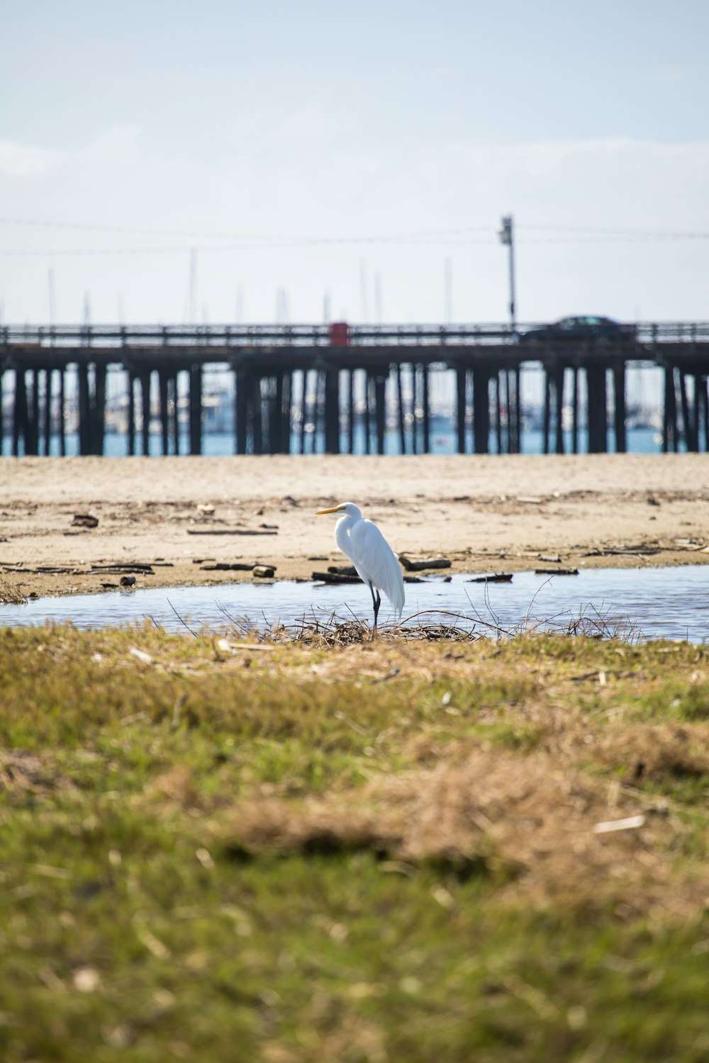 pájaro blanco en arena marrón cerca del cuerpo de agua durante el día