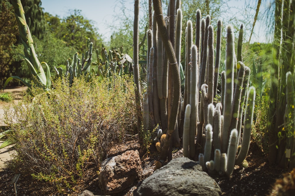 green cactus plants on brown rock