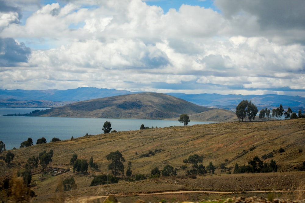 green trees on brown field near body of water during daytime