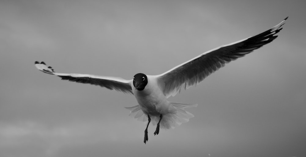 grayscale photo of gull flying