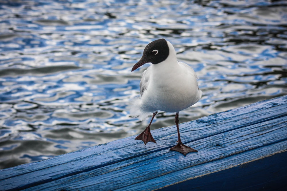 oiseau blanc et noir sur le quai en bois bleu pendant la journée