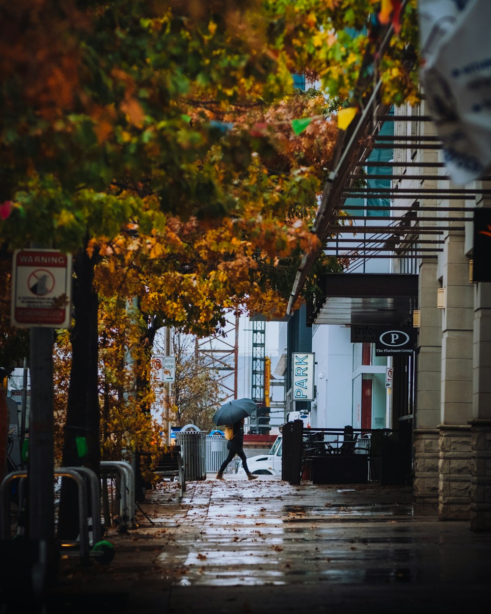 brown leaves on tree near white building during daytime