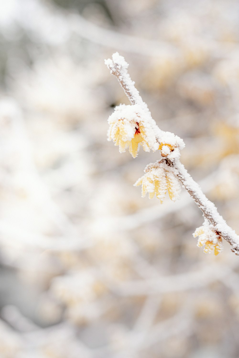 white snow on brown tree branch