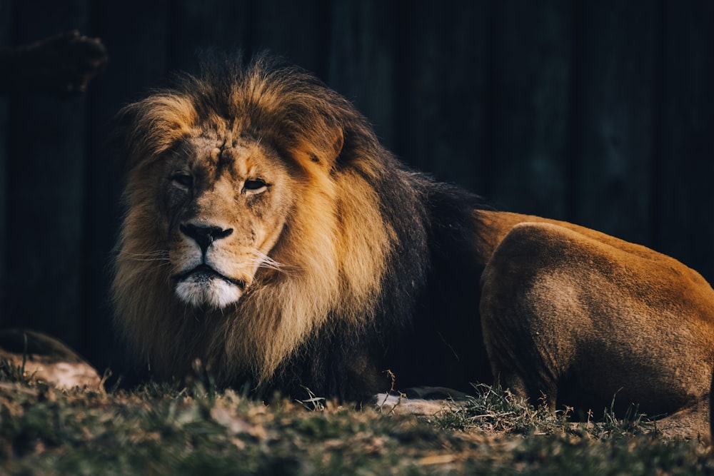 lion lying on ground during daytime