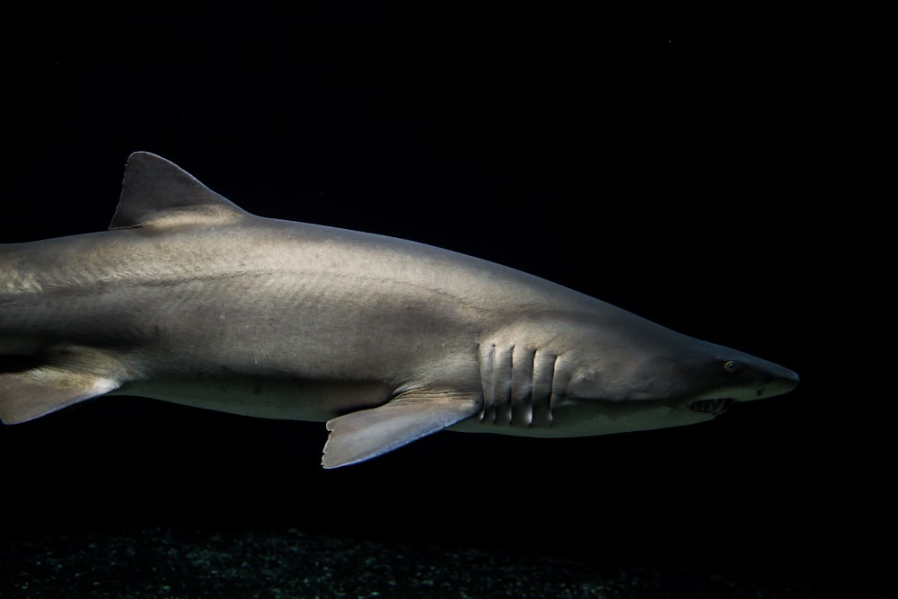 Illustration de requin gris et blanc