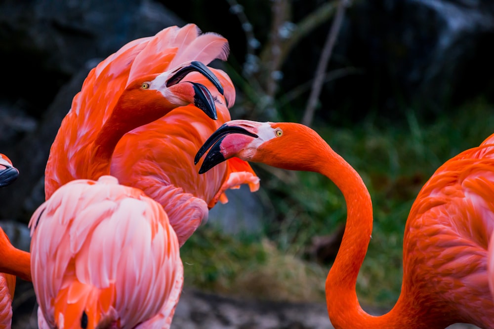 pink flamingo in close up photography