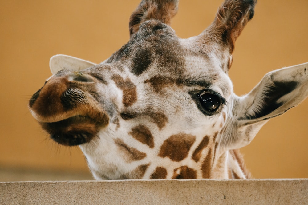 testa di giraffa in primo piano fotografia