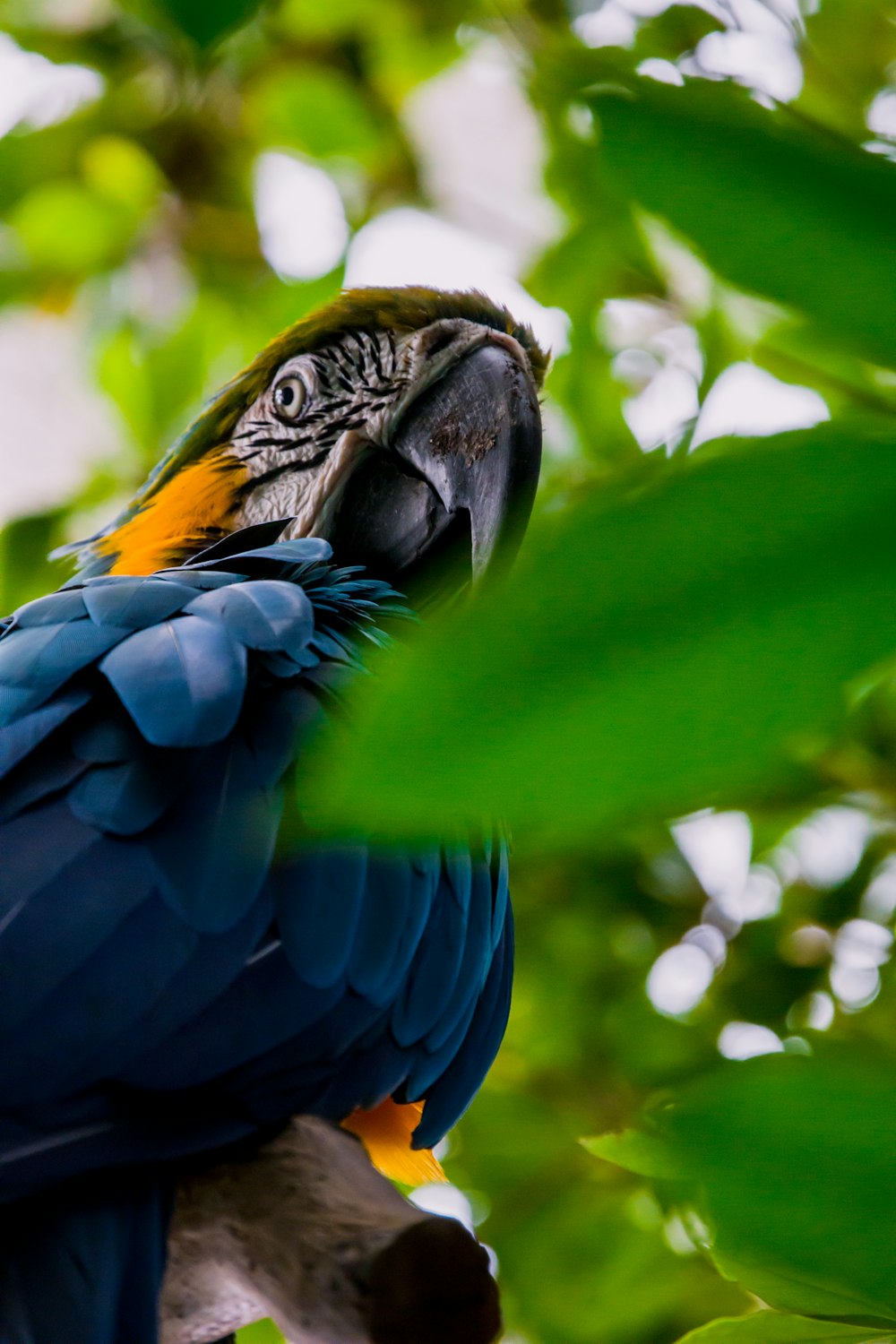 blue and yellow macaw on green leaf