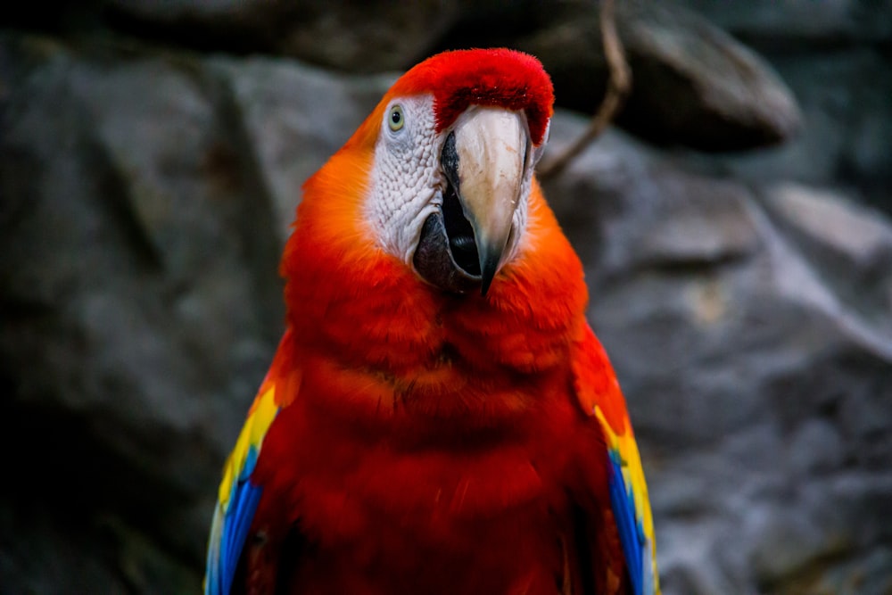 red blue and yellow macaw