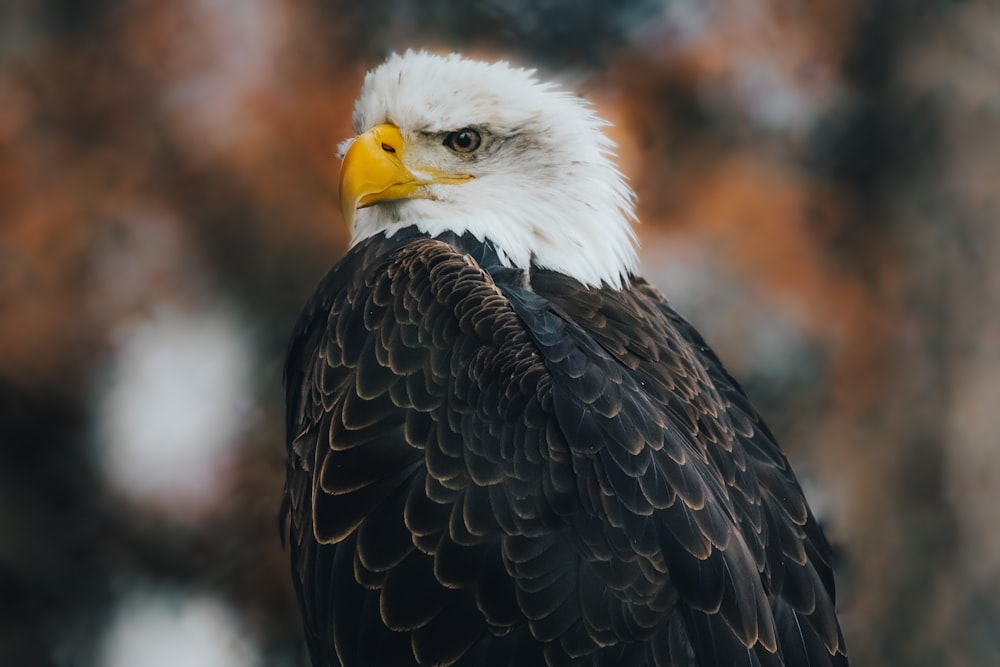 black and white eagle in close up photography