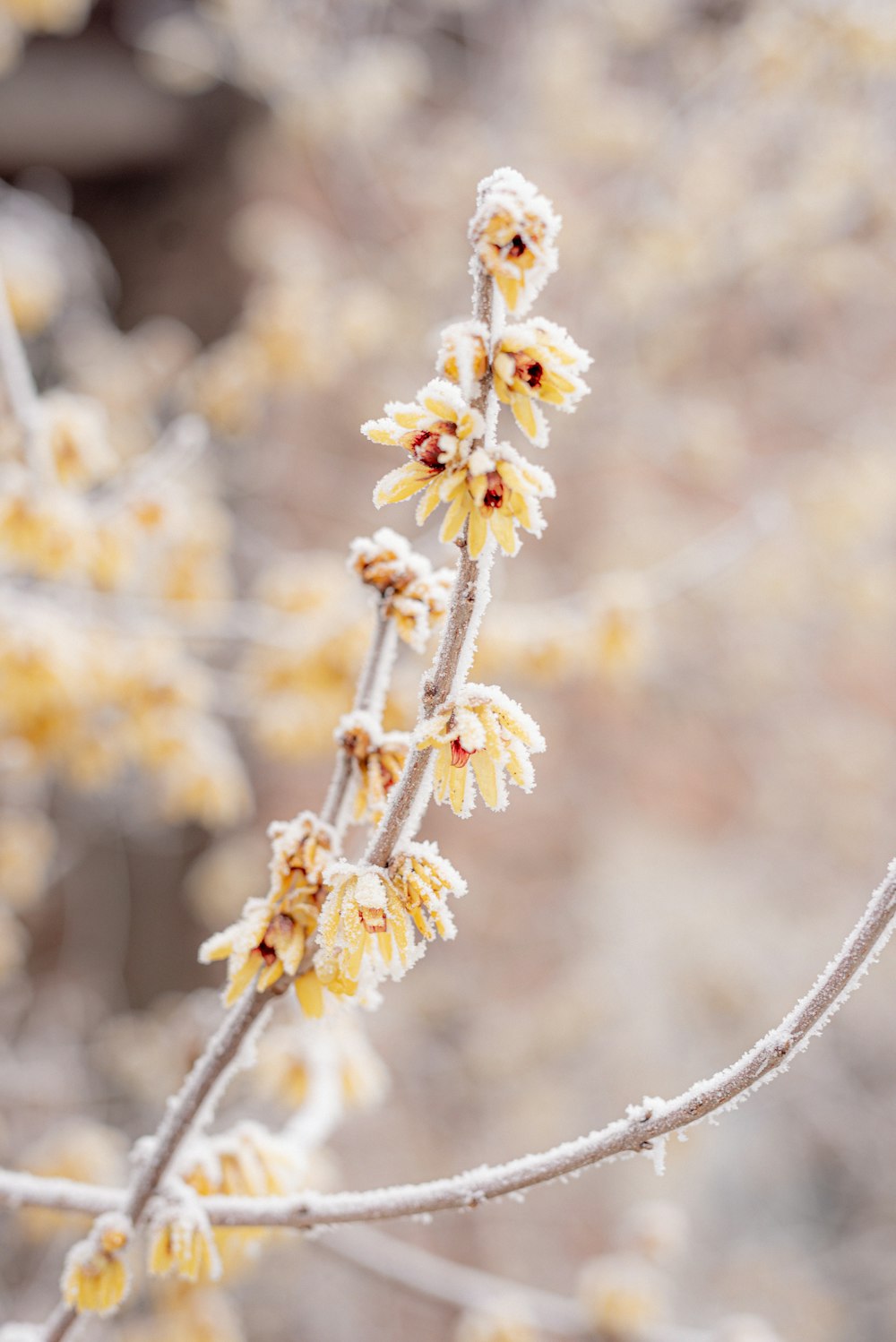 white flowers in tilt shift lens