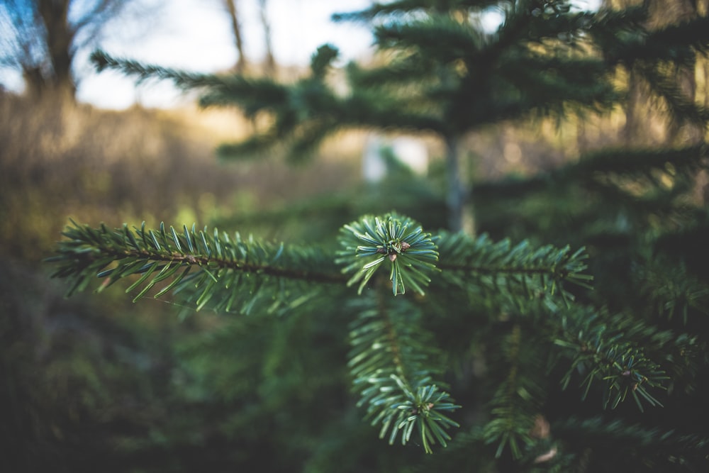 green leaf plant in tilt shift lens