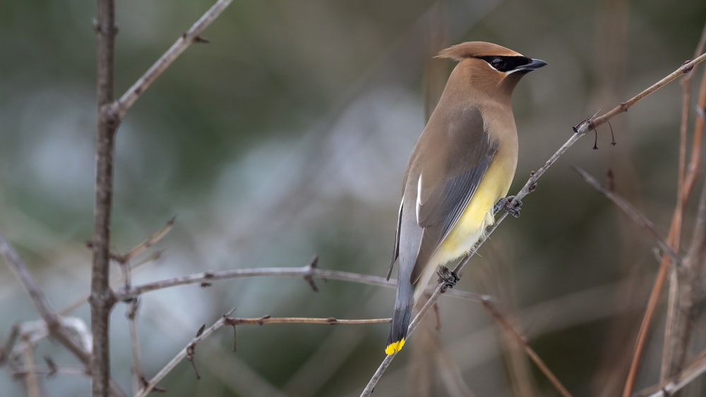 brown and yellow bird on tree branch