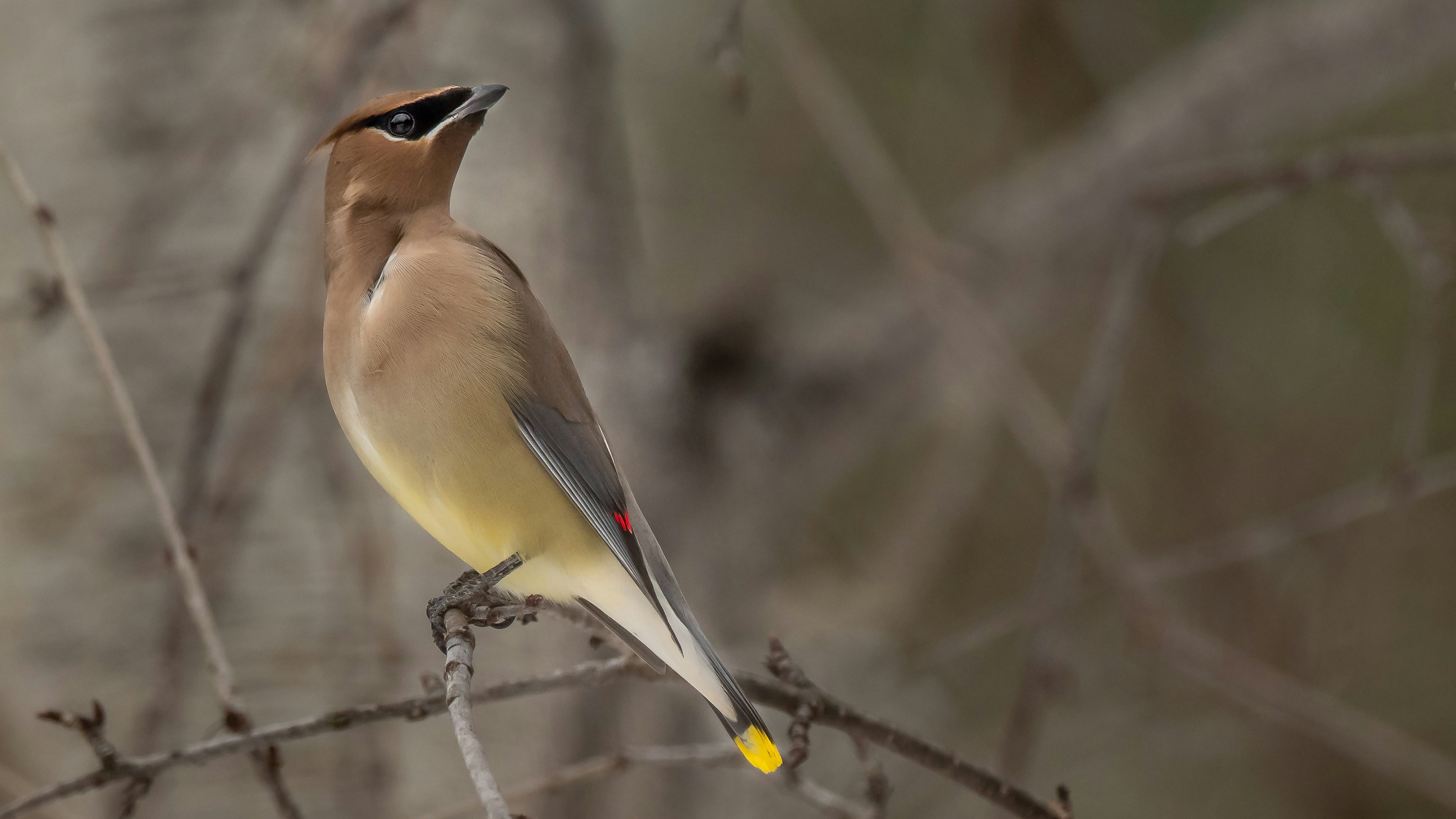 Cedar Waxwing