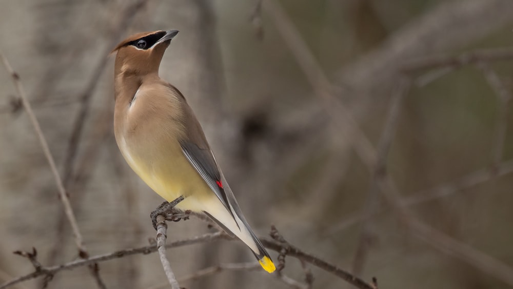 brown and white bird on tree branch