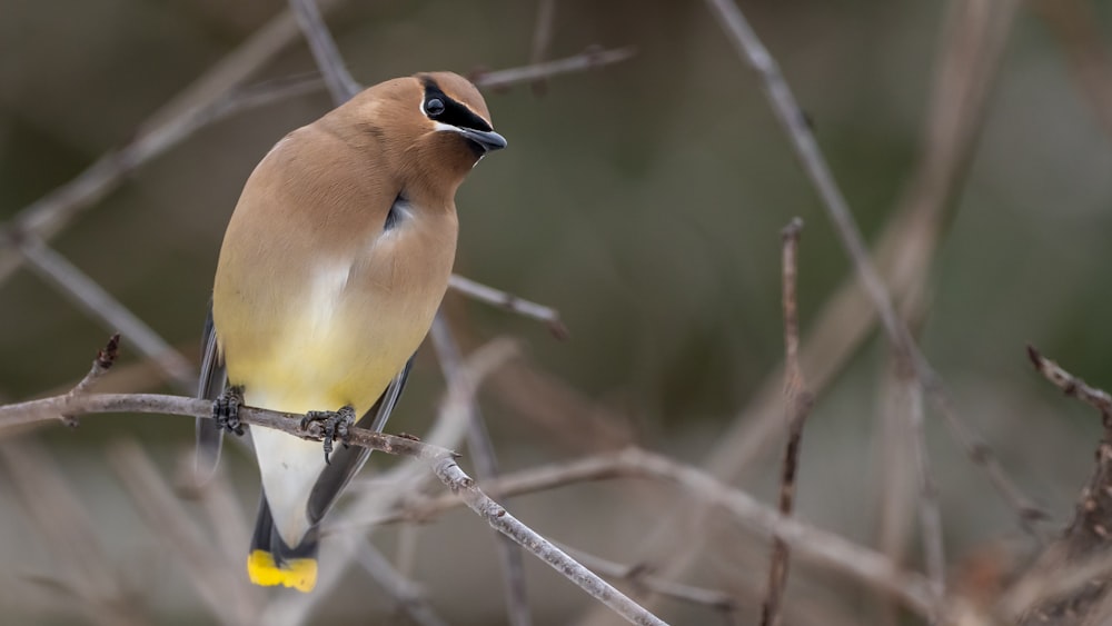 brown and white bird on tree branch