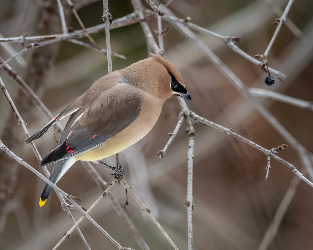 brown and blue bird on brown tree branch