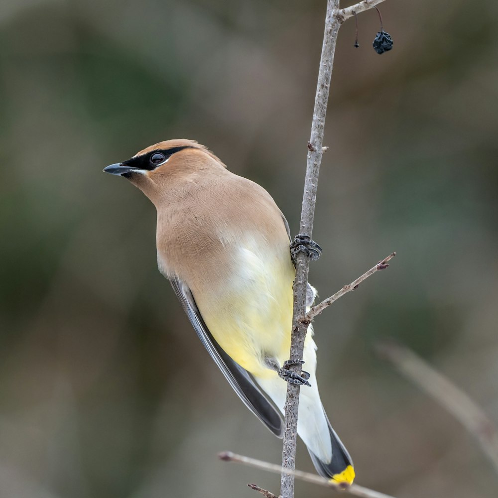 brown and yellow bird on tree branch