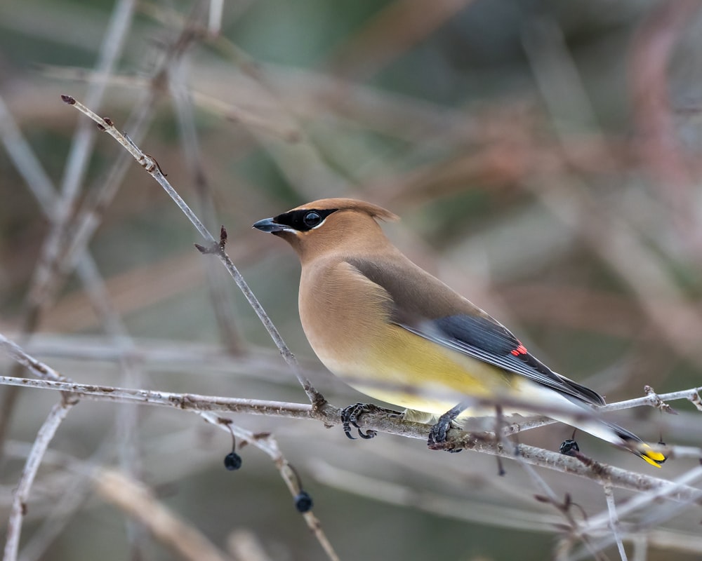 brown and black bird on brown tree branch