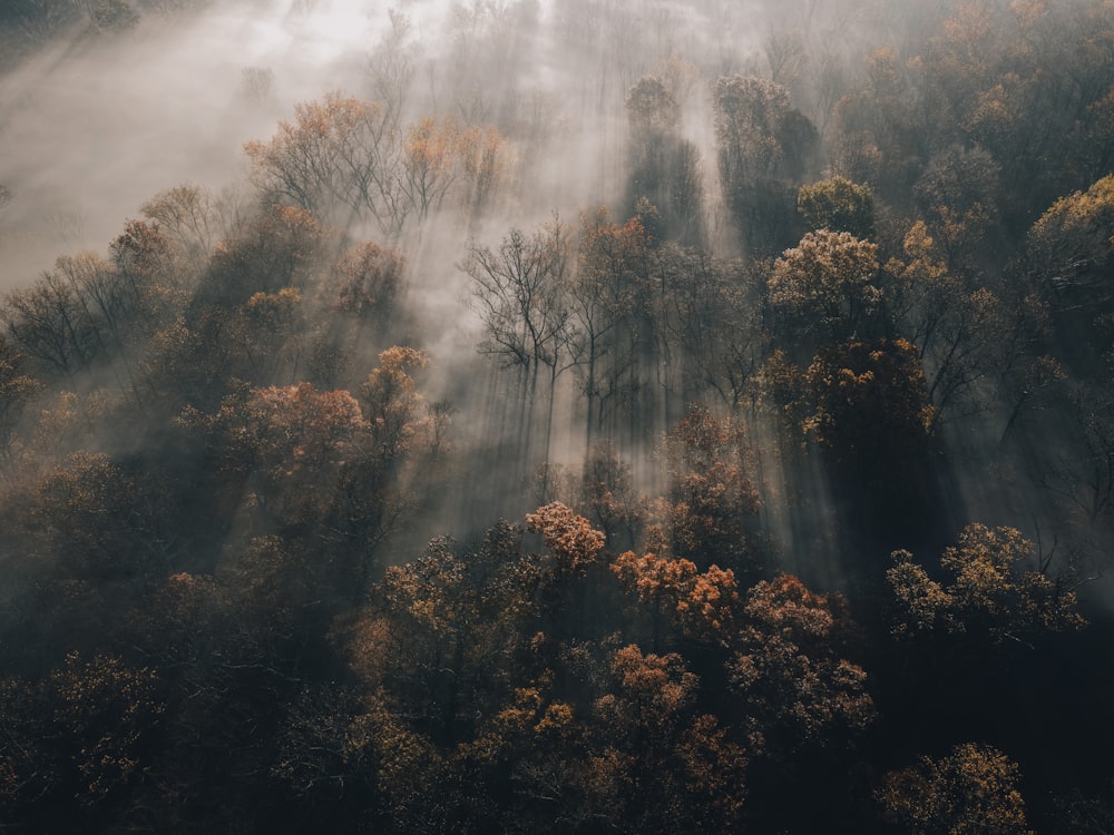 Des arbres verts sous des nuages blancs