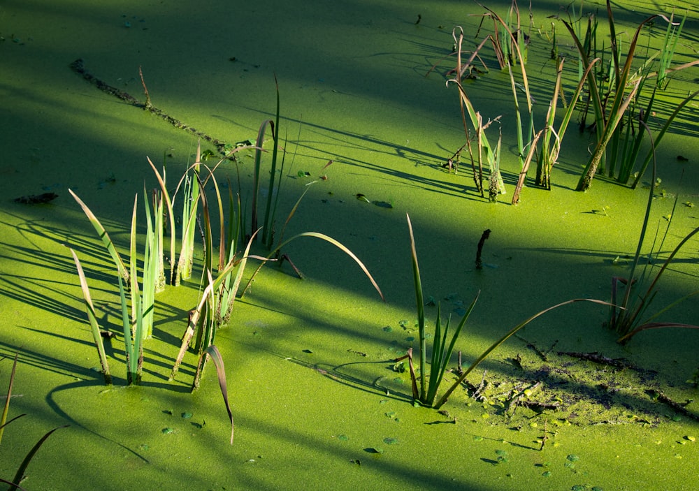 green grass on brown sand