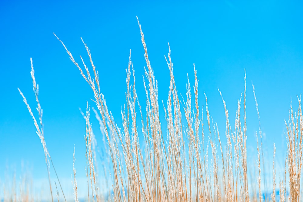 brown wheat field under blue sky during daytime