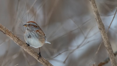 white and brown bird on brown tree branch