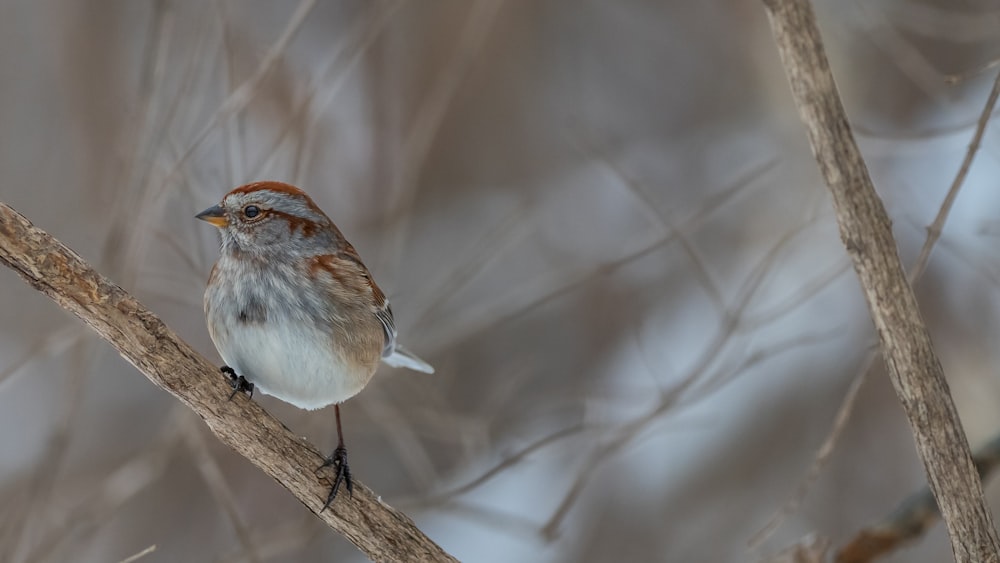 white and brown bird on brown tree branch