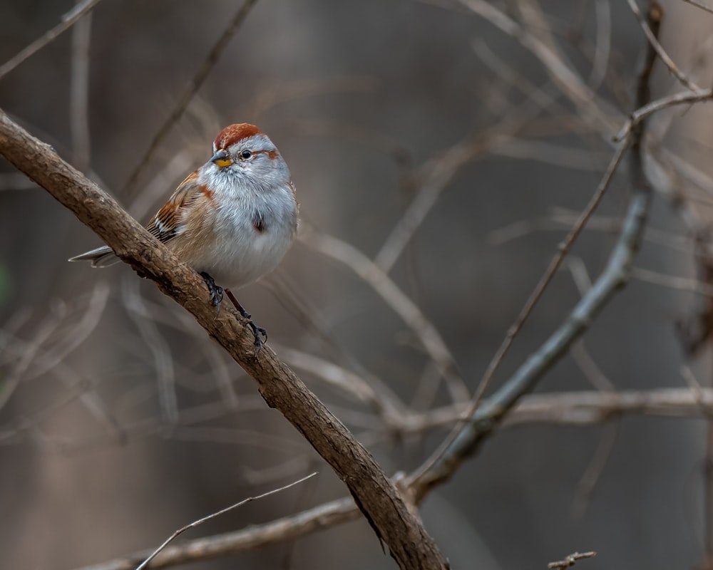 white and brown bird on brown tree branch